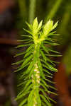 Shining clubmoss